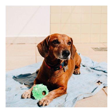 JUGUETE CAUCHO PERRO MA31254 DURADERO VERDE + LIGAS REGALO RYBIU