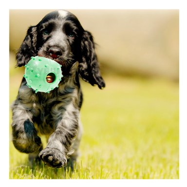 JUGUETE CAUCHO PERROS Y GATOS MA31254 REDONDO VERDE + BANDERITAS ADHESIVAS RYBIU