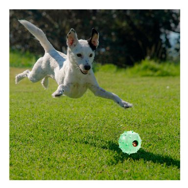 JUGUETE CAUCHO PERROS Y GATOS MA31254 MASCOTAS VERDE + ENVOLTORIO REGALO RYBIU