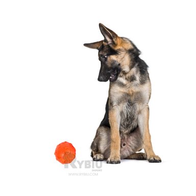 JUGUETE CAUCHO PERROS MA31250 ESFERICO ANARANJADO + POST IT ADHESIVOS RYBIU