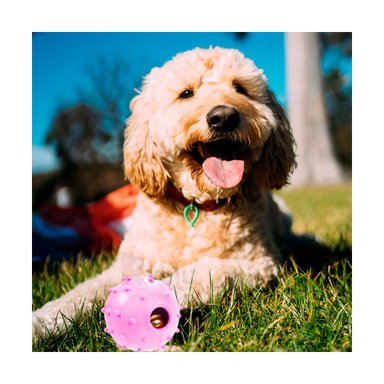 JUGUETE CAUCHO PERROS Y GATOS MA31253 COMPACTO Y PRACTICO ROSADO + GIFT STICKERS RYBIU