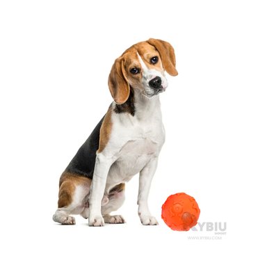 BOLA CAUCHO PERROS MA31250 MORDIDA PET EN ANARANJADO + ENVOLTORIO REGALO RYBIU