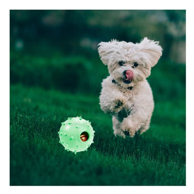 JUGUETE CAUCHO PERROS MA31254 INNOVADORA VERDE + REGALO STICKERS RYBIU