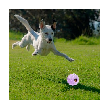 PELOTA CAUCHO PERROS MA31252 COMPACTA Y MODERNA MORADO + PAPEL REGALO RYBIU