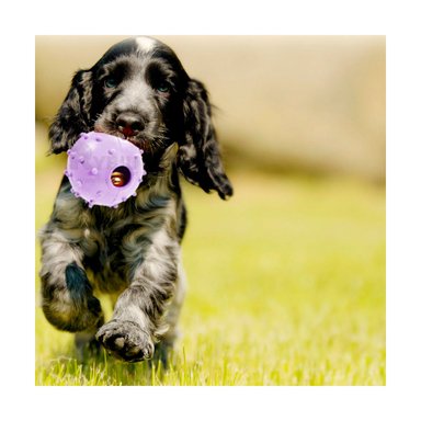 JUGUETE CAUCHO PERROS MA31252 MULTIFUNCIONAL MORADO + REGALO AGENDITA RYBIU