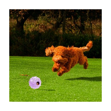 JUGUETE CAUCHO PERROS MA31252 MORADO + GIFT MINIAGENDA RYBIU