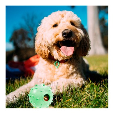 JUGUETE CAUCHO PERROS Y GATOS MA31254 CON CASCABEL INTERIOR VERDE + GIFT STICKERS RYBIU