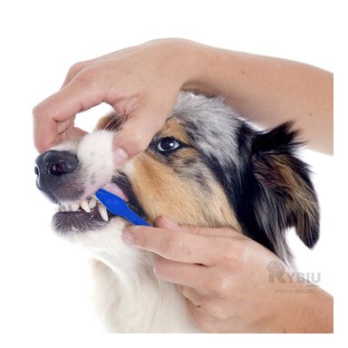 ESCOBILLA PERROS RYBIU MA31057 PRACTICA PET 3 PIEZAS + ENVOLTORIO REGALO