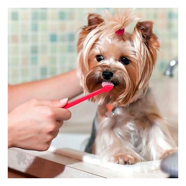 ESCOBILLA PERROS RYBIU MA31057 CEPILLADO DENTAL + GIFT STICKERS - 2