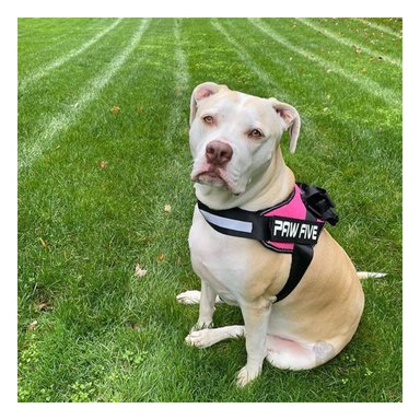 ARNÉS PERROS MA30975 RYBIU APTA EN ROSADO + LIGAS REGALO