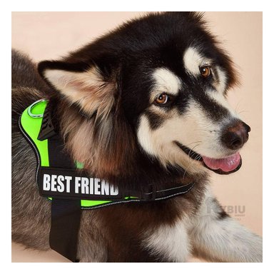 PECHERA PERROS MA30976 RYBIU SEGURIDAD EN TALLA S EN VER + REGALO STICKERS