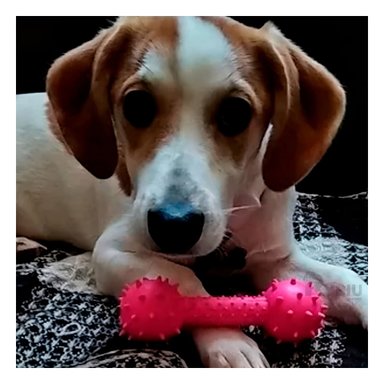 MASTICABLE PERROS MA31137 JUGUETE ROSADO + REGALO LIGAS PEINAR RYBIU