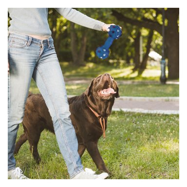 JUGUETE PERROS MA31135 PRACTICO AZUL + REGALO LIGAS PEINAR RYBIU