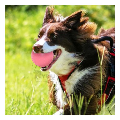 BALÓN CAUCHO PERROS MA31153 RECREATIVO MASCOTA ROSADO + POST IT ADHESIVOS RYBIU