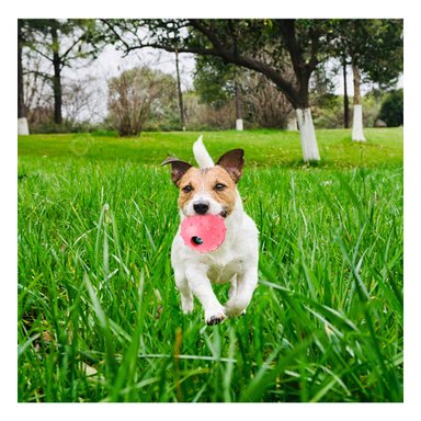 PELOTA CAUCHO PERROS MA31153 GRANDE ROSADO + ENVOLTORIO REGALO RYBIU