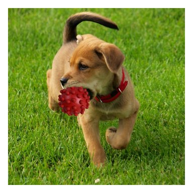 PELOTA CAUCHO PERROS MA31152 DIVERTIDO ROJO + REGALO AGENDITA RYBIU