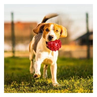 BALÓN CAUCHO PERROS MA31152 RECREATIVO MASCOTA EN ROJO + POST IT ADHESIVOS RYBIU