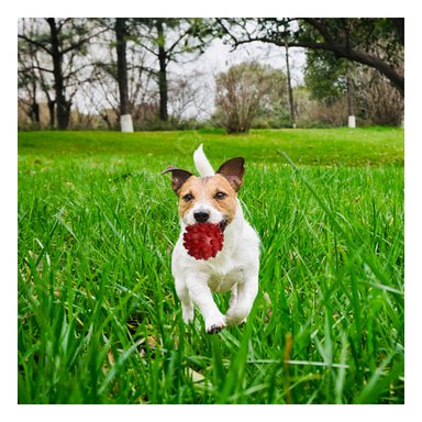 BALÓN CAUCHO PERROS MA31152 IDEAL MASCOTA EN ROJO + BANDERITAS ADHESIVAS RYBIU