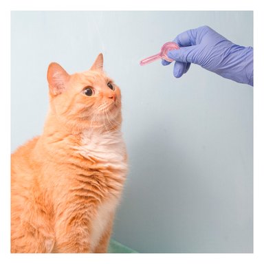 PIPETA GATOS RYBIU ANTIPULGA SEGURO ROSADO + REGALO STICKERS