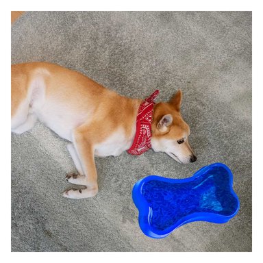 PLATO PERRO Y GATO MA31320 RYBIU VERSATIL AZUL + PAPEL REGALO