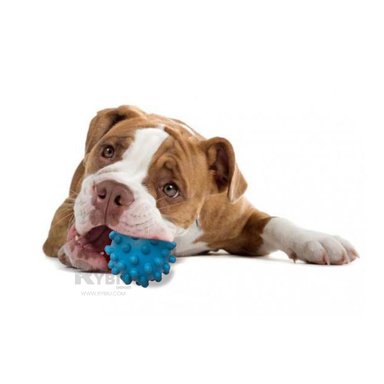 ESFERA CAUCHO PERROS MA31144 DIVERSION CELESTE + POST IT ADHESIVOS RYBIU