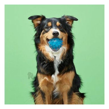 JUGUETE CAUCHO PERROS MA31144 PRACTICO CELESTE + REGALO AGENDITA RYBIU