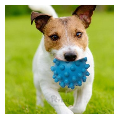 JUGUETE CAUCHO PERROS MA31144 MORDER CELESTE + PAPEL REGALO RYBIU