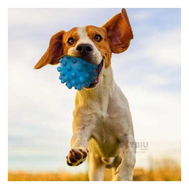 JUGUETE CAUCHO PERROS MA31144 PEQUEÑO FORMA CHIRIMOLLA CELESTE RYBIU