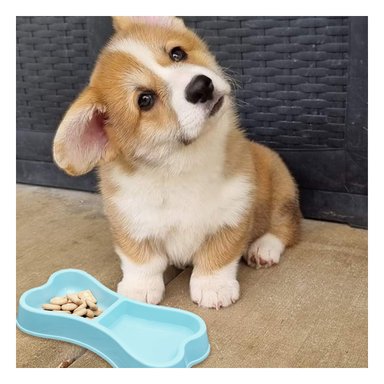 COMEDERO PERRO Y GATO MA31292 RYBIU CON 2 DIVISIONES M CELESTE + REGALO STICKERS