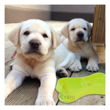 PLATILLO PERRO Y GATO MA31294 RYBIU MULTIFUNCIONAL M VERDE + REGALO LIGAS PEINAR