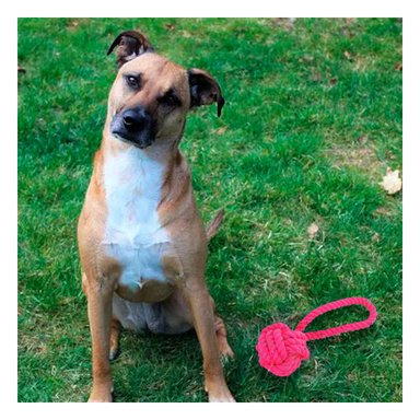 SOGA PERROS MA31352 MICRO FIBRA DURADERO EN FUCSIA + REGALO STICKERS RYBIU