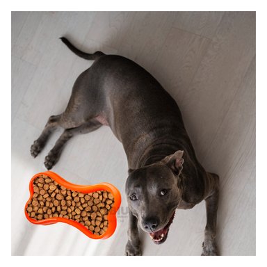 BANDEJA PERRO Y GATO MA31319 RYBIU RESISTENTE ANARANJADO + POST-IT ADHESIVOS