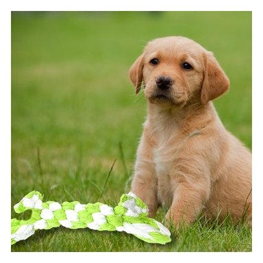 HUESITO JUGUETE ALGODÓN PERROS MA29937 VERDE + REGALO LIGAS PEINAR RYBIU