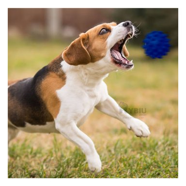 JUGUETE CAUCHO PERROS MA31155 MASCOTAS AZUL + REGALO STICKERS RYBIU