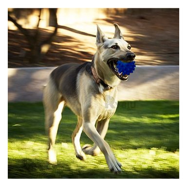 JUGUETE CAUCHO PERROS MA31155 FUNCIONAL AZUL + PAPEL REGALO RYBIU