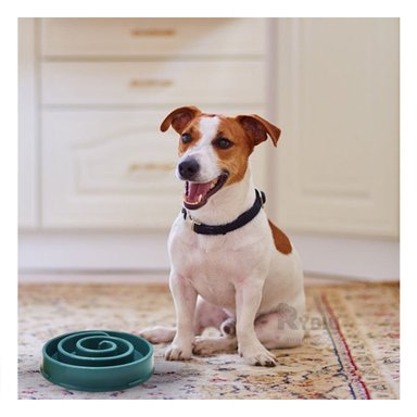 PLATO PERRO Y GATO MA31303 RYBIU DURADERO ESPIRAL VERDE + REGALO STICKERS