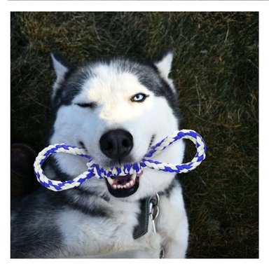 JUGUETE PERROS MA31102 ALGODON 4 NUDOS AZUL + BANDERITAS ADHESIVAS RYBIU