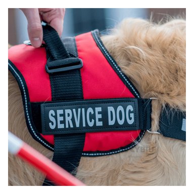 CORREA GATOS MA30991 RYBIU FACIL PONER ROJO TALLA S + GIFT STICKERS