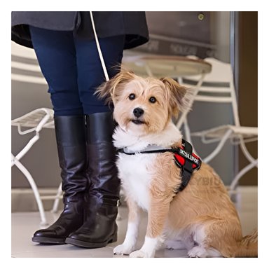 CORREA PERROS MA30991 RYBIU REMOVIBLE PET ROJO TALLA S + ENVOLTORIO REGALO