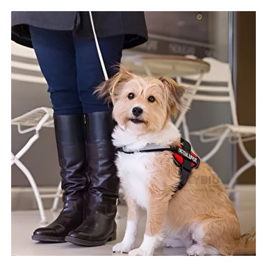 ARNÉS PERROS MA30991 RYBIU RAZA PEQUEÑA ROJO TALLA S + REGALO AGENDITA - 2