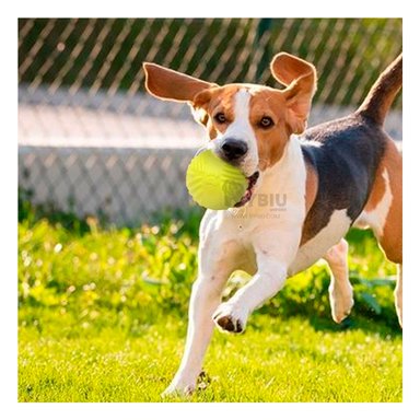 PELOTA PERROS MA29079 COLORIDA VERDE LIMON + PAPEL REGALO RYBIU