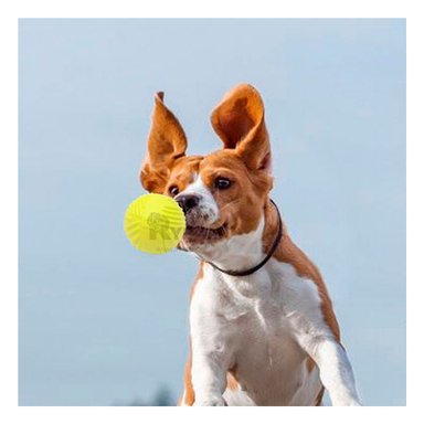 BALÓN PERROS MA29079 RAYITAS DIVERTIDO VERDE LIMON + MINIAGENDA RYBIU