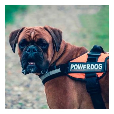 PECHERA PERROS MA30959 RYBIU CANINA EN L ANARANJADO + REGALO LIGAS PEINAR