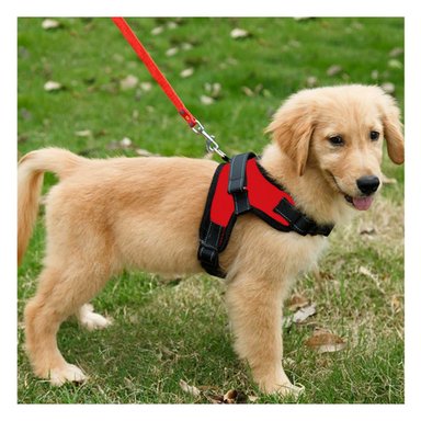 PACK6 CHALECO PARA MASCOTAS DE FORMA H EN COLOR ROJO