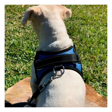 PACK2 ARNES SEGURO PARA PERROS EN AZUL Y+REGALO AGENDITA