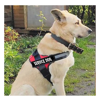 PACK6 CORREA DE ASISTENCIA PARA PERROS EN TALLA M ROJO