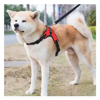 PACK4 PECHERA DE PET PARA PASEO EN S ROJO Y+REGALO STICKERS