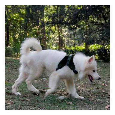 PACK6 ARNES CON PECHERA AJUSTABLE EN NEGRO Y+REGALO STICKERS