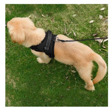 PACK6 ARNES PARA PET DE TALLA S EN NEGRO Y+REGALO AGENDITA