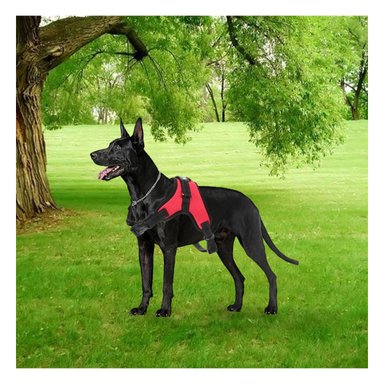 PACK6 ARNES PARA PET DE TALLA S EN ROJO Y+REGALO AGENDITA